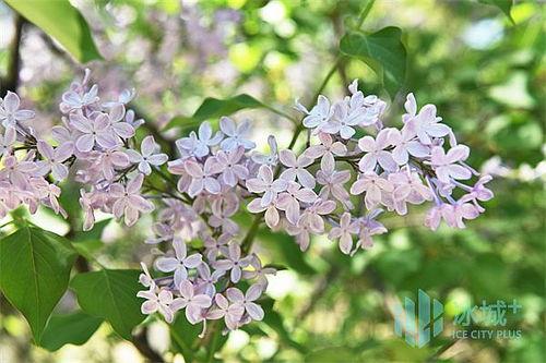 五月丁香在线观影院,光影交织的在线观影盛宴